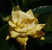 Golden Magic Gardenia, Gardenia jasminoides 'Golden Magic'